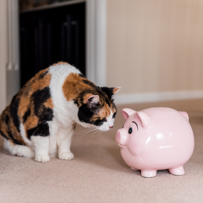Image of calico cat sniffing piggy bank